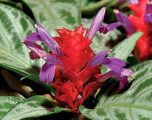 Flores maracas