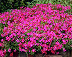 Flox musgoso, para rocallas o tapices.