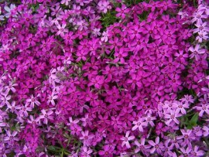 Phlox-subulata (1)