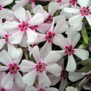 Flores del Flox musgoso
