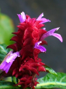 Porphyrycoma bracteas
