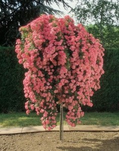 Rosal llorón rosa