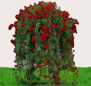 Rosier_pleur_rouge