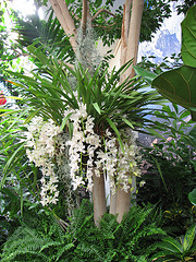 La orquídea Cascada de Hielo o Sara Jean