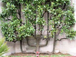 Árbol espaldera