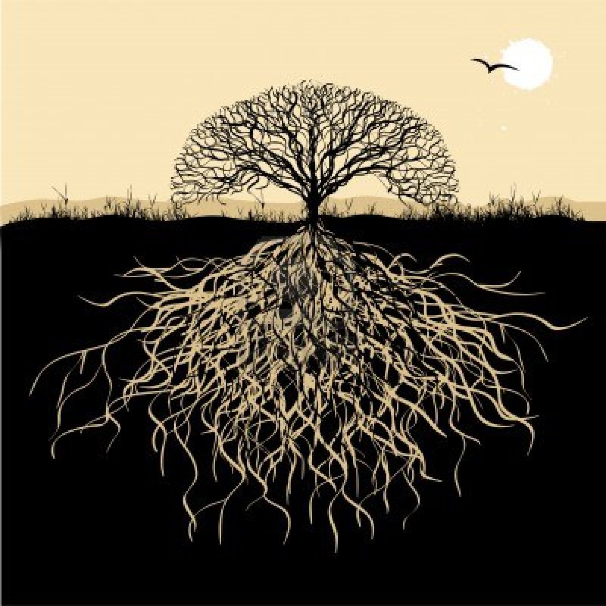 Agricultura Regenerativa I