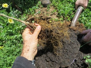 Agricultura regenerativa1