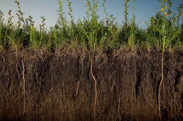 Agricultura Regenerativa II