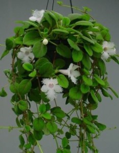 Alsobia dianthiflora cesta