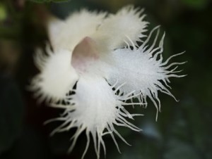 Alsobia dianthiflora flor