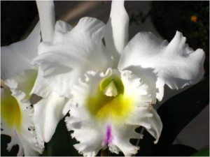 Flor-pastoral-innocence