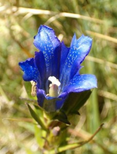 Genciana