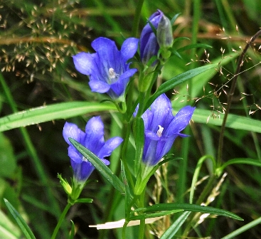 Genciana de turbera: Gentiana Pneumonanthe