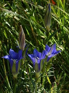 Gentiana pneumonanthe