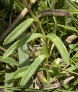 Hojas genciana