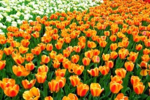 Keukenhof