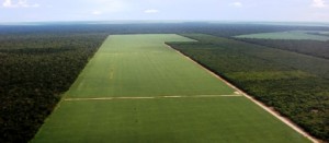 La-deforestacion-de-la-Amazonia