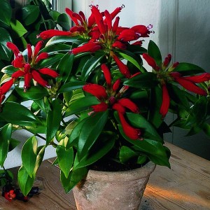 Planta barra de labios