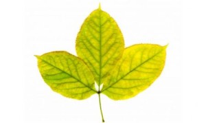 clorosis férrica