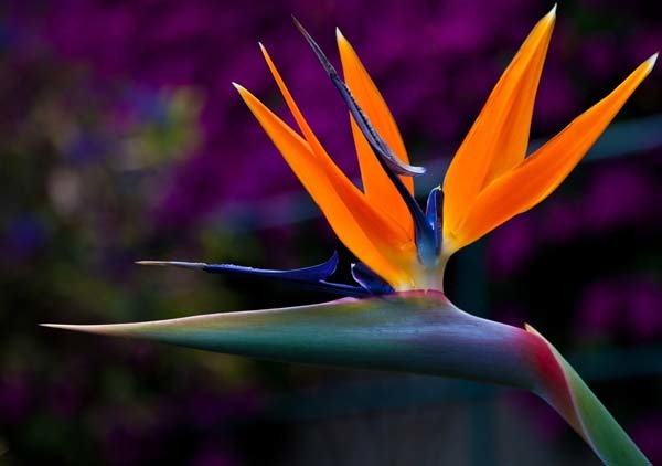 Crea tu jardín exótico con las  Strelitzias