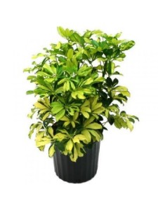 19-Schefflera Arboricola Trinette-600x800