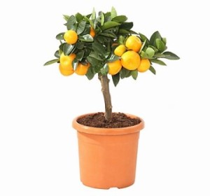 CalamondinOrange