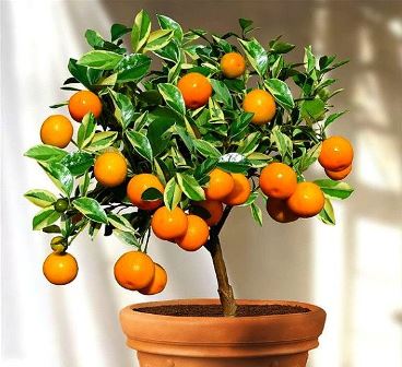 Calamondín: Naranjo miniatura