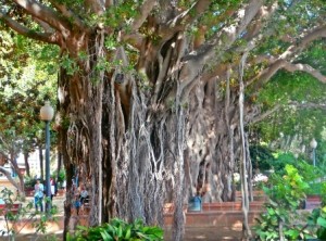 Ficus Alicante