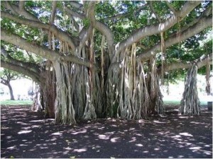 Ficus macrophylla