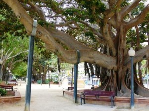 Ficus paseo canalejas