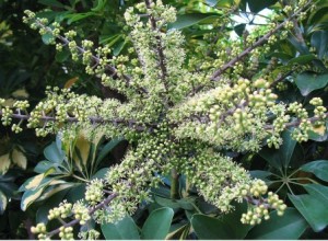 Flores schefflera
