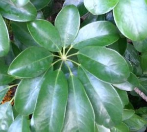 Hojas schefflera