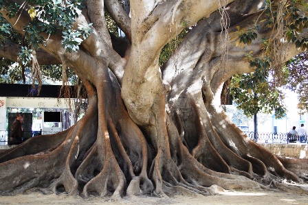 Los ficus gigantes de Alicante