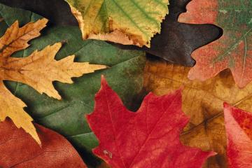 Tareas del jardín en otoño