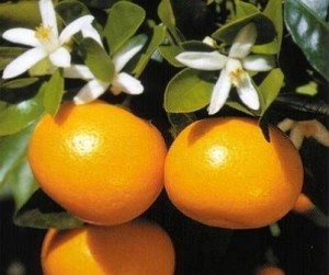 calamondin