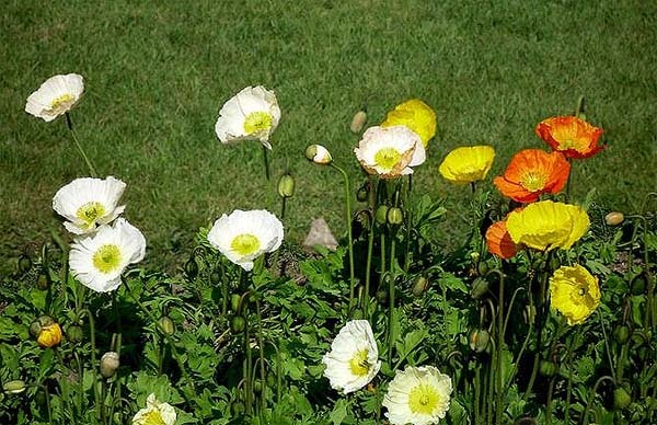 compost-casero-para-flores-y-plantas