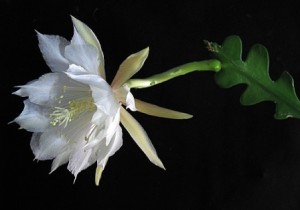 epiphyllum_anguliger1emma_lindahl