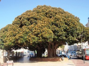 ficus macrophylla (1)