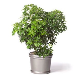 schefflera-arboricola