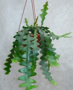 selenicereus anthonianus_1