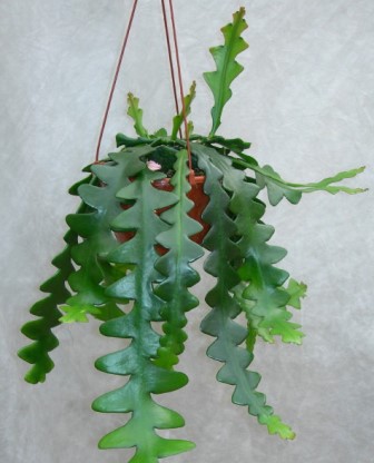 Epiphyllum anguliger: Cactus Ric Rac