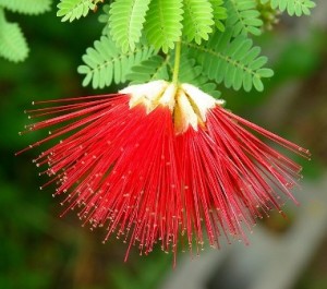 Caliandra