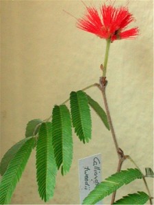 Caliandra