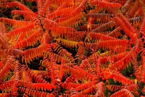 Rhus Thypina: belleza de otoño