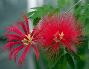 Caliandra