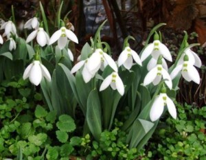 Campanillas