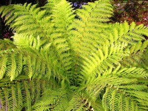 CyatheaCooperi
