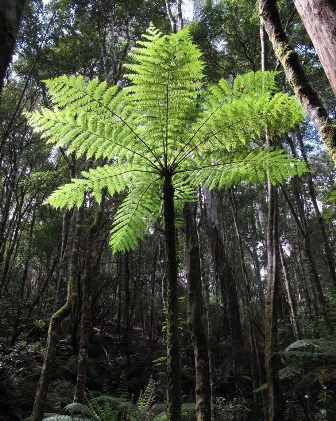 Cyathea o helecho arbóreo
