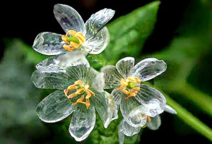 Diphylleia-grayi-flor-que-se-transforma-en-cristal-cuando-llueve-5