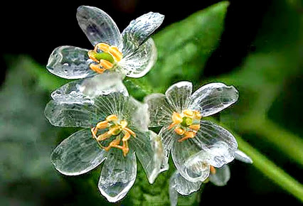 Grayi Diphylleia: la flor de cristal